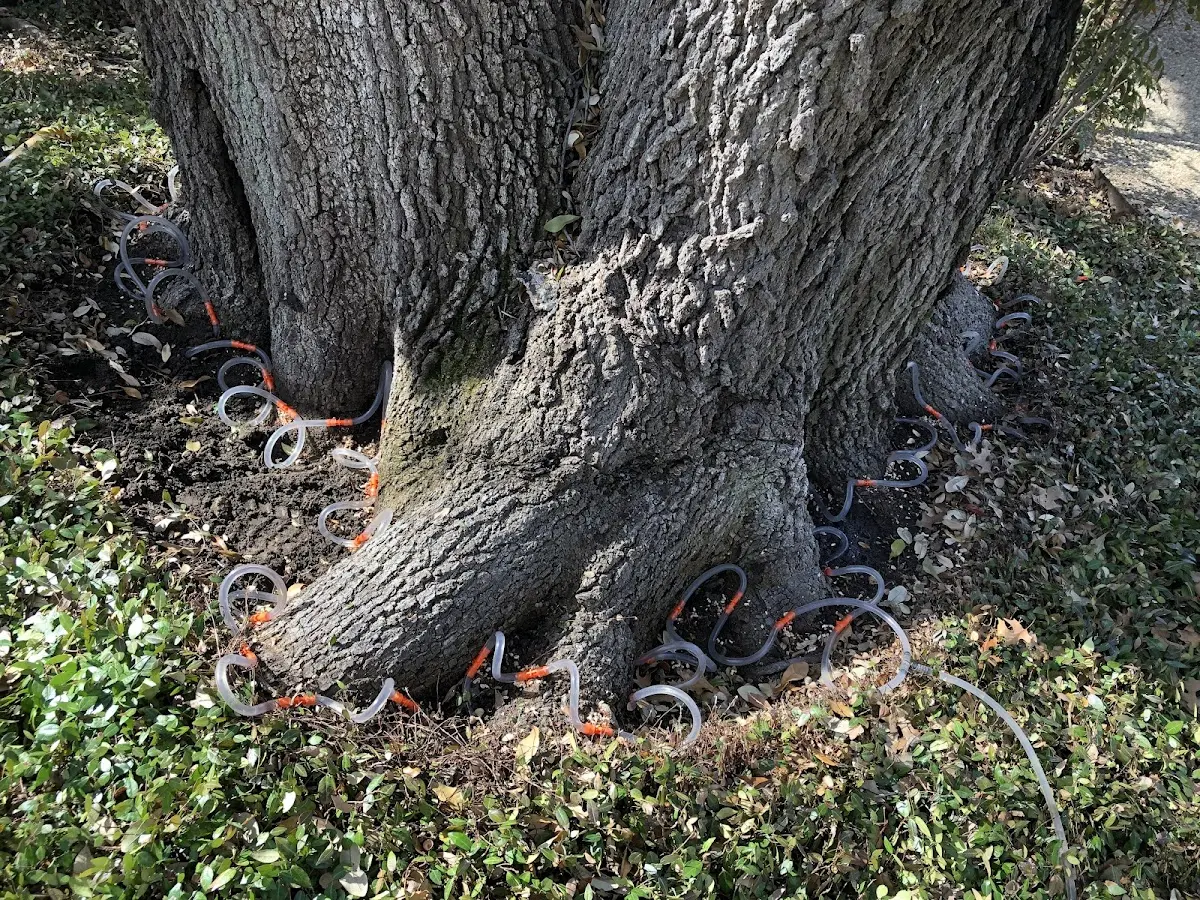 Detailed Tree Cabling and Bracing job site in Plantersville