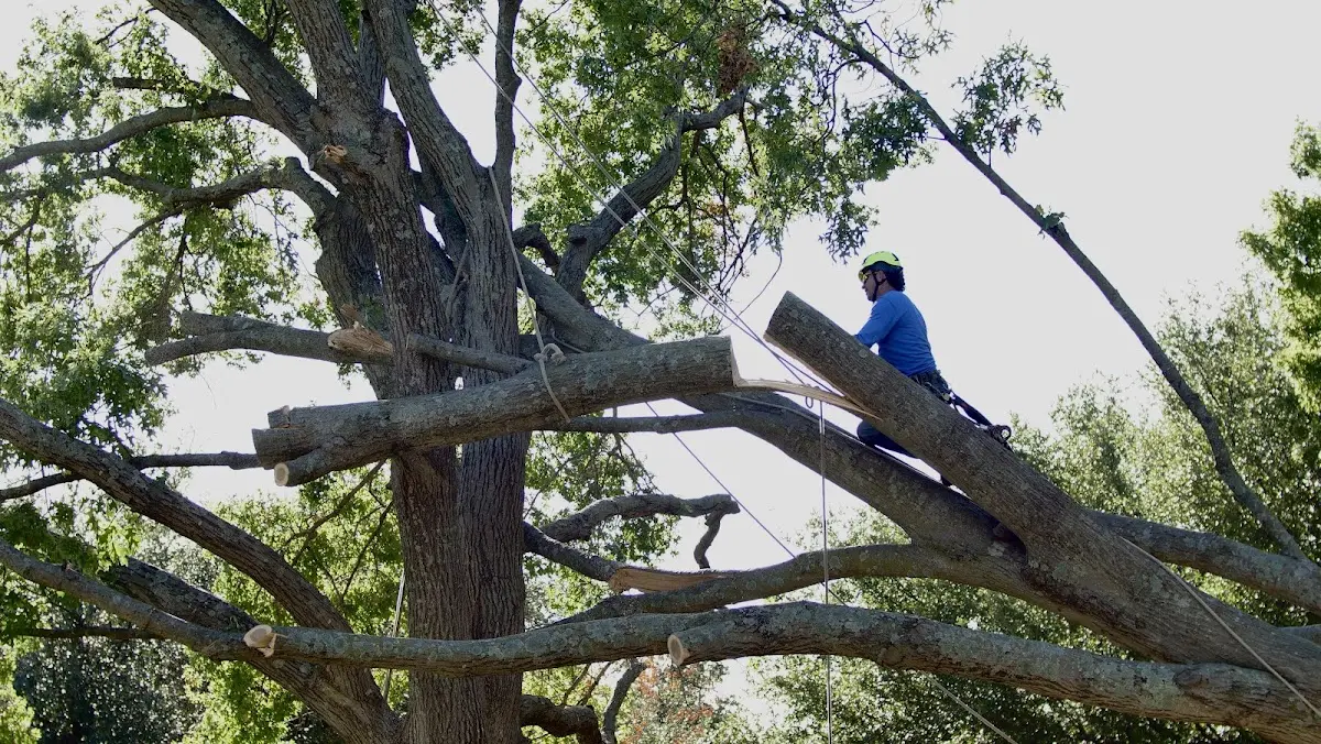 Professional Hazardous Tree Removal performed by certified arborists in Plantersville
