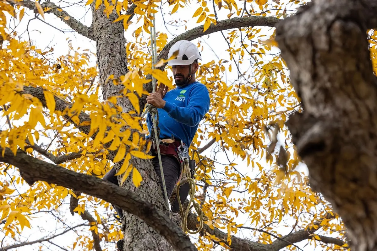 Skilled Tree Planing crew working in Plantersville