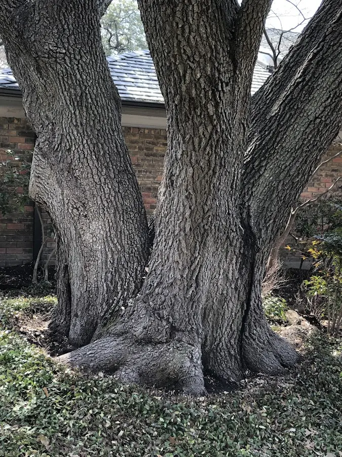 Mature heritage tree close to a Plantersville property cared for by certified arborists